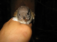 Alcippe brunneicauda