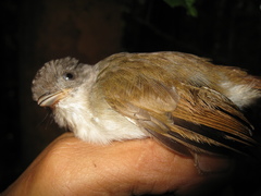 Alcippe brunneicauda