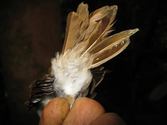 Alcippe brunneicauda