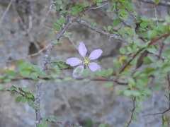 Bauhinia grandidieri, photograph (c) amantedarmanin, some rights reserved (CC BY)