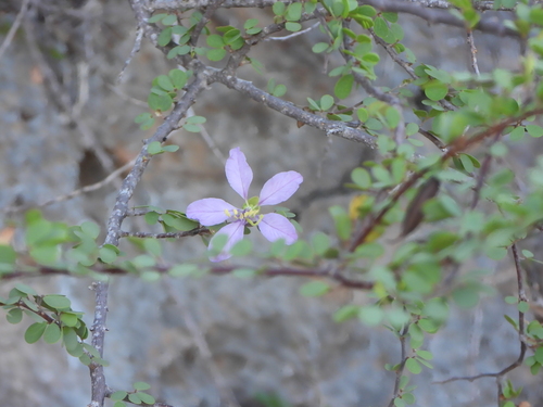 Bauhinia grandidieri, photograph 2