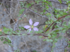Bauhinia grandidieri, photograph (c) amantedarmanin, some rights reserved (CC BY)