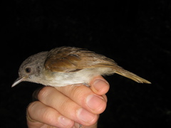 Alcippe brunneicauda