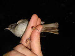 Alcippe brunneicauda