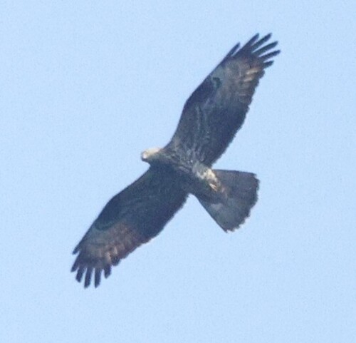 European Honey-buzzard