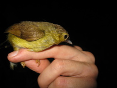 Tricholestes criniger