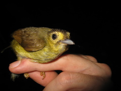 Tricholestes criniger