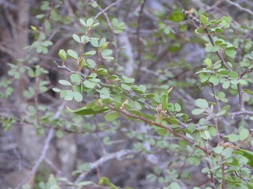 Bauhinia grandidieri, photograph 1