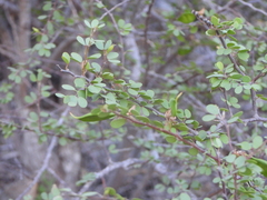 Bauhinia grandidieri, photograph (c) amantedarmanin, some rights reserved (CC BY)