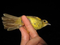 Tricholestes criniger