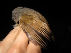 Alcippe brunneicauda