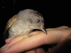 Alcippe brunneicauda