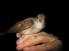 Alcippe brunneicauda