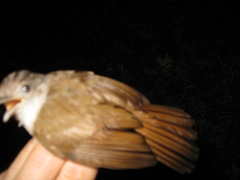 Alcippe brunneicauda