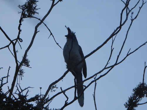 Verreaux's Coua (Coua verreauxi), photo 2