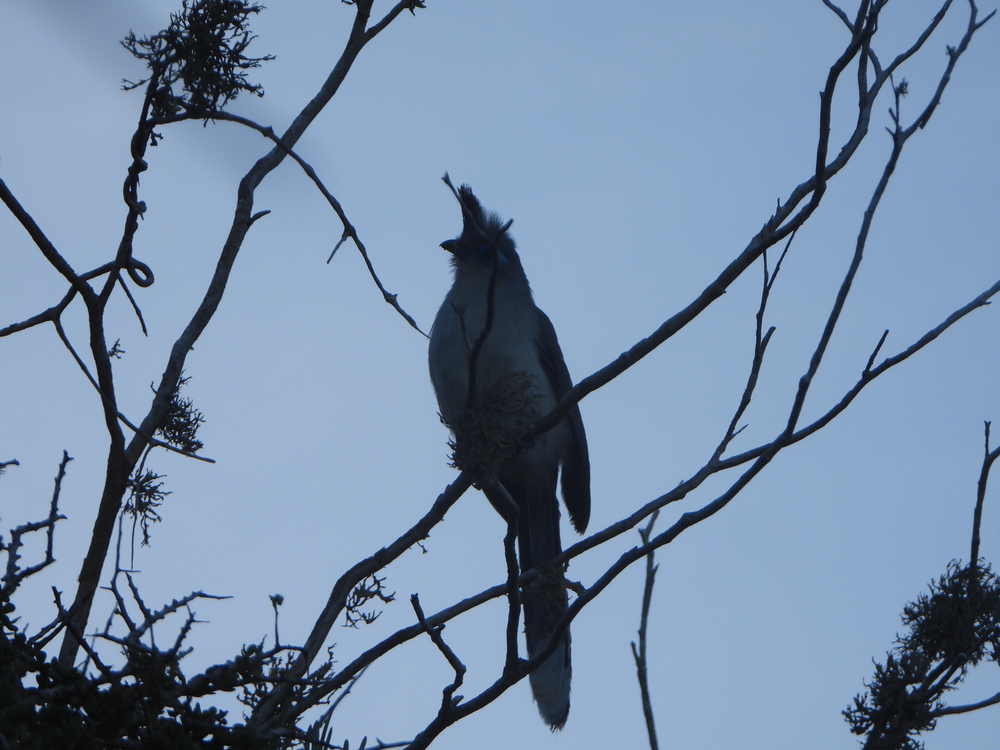 Verreaux's Coua (Coua verreauxi), photo 2