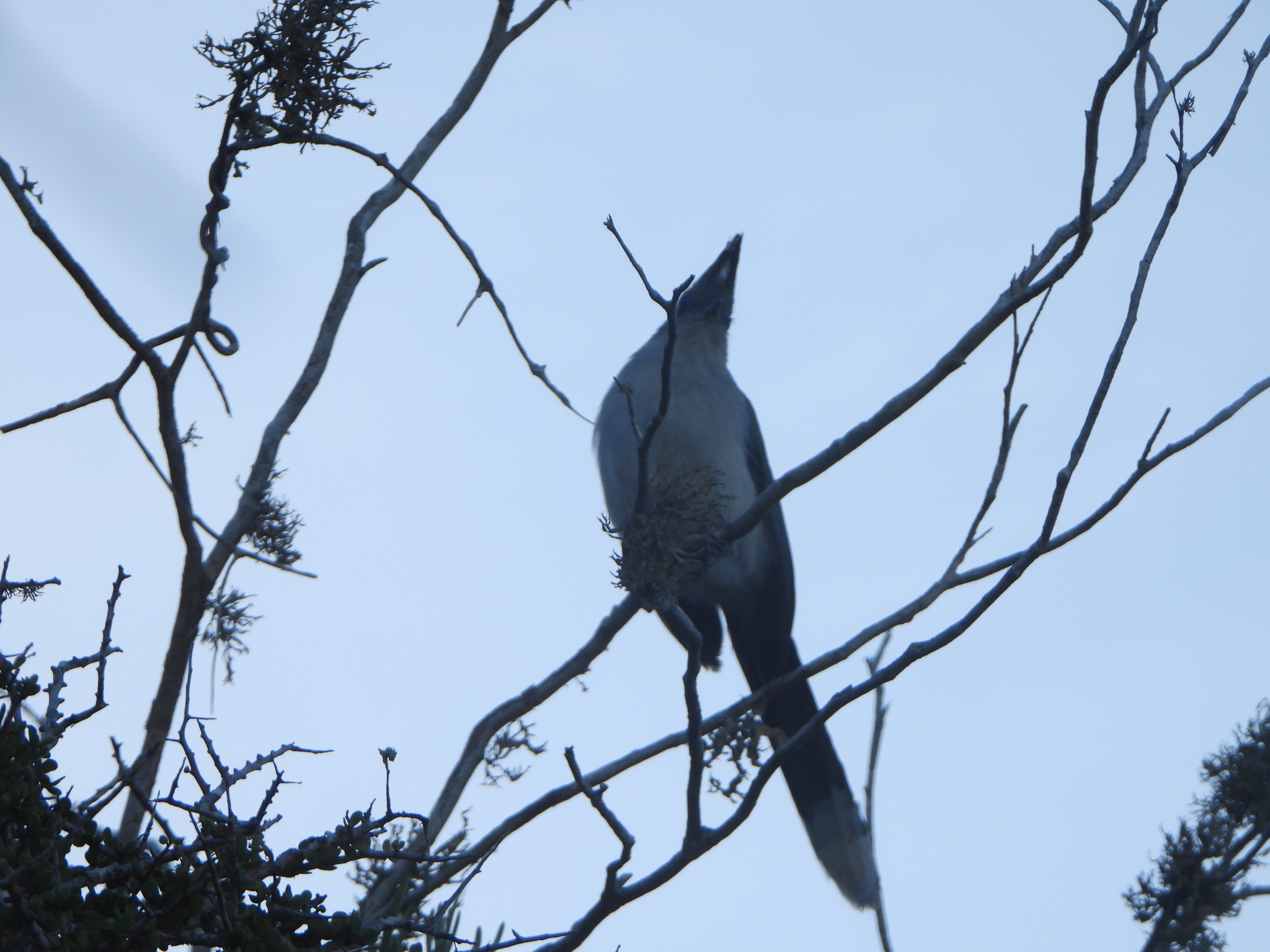 Verreaux's Coua (Coua verreauxi), photo 1