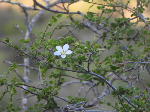 Bauhinia grandidieri