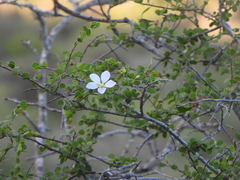 Bauhinia grandidieri