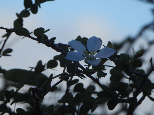 Bauhinia grandidieri, photograph 3
