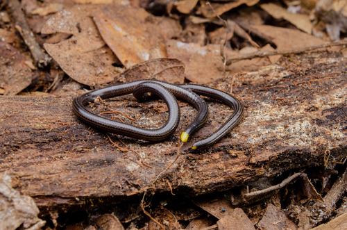 Epictia borapeliotes