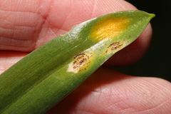Uromyces hyacinthi