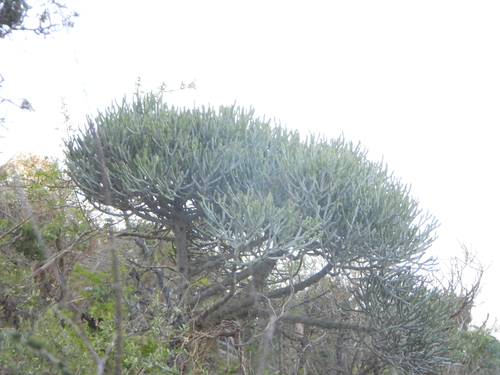 Euphorbia famatamboay, photograph 3