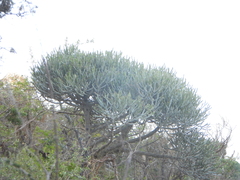 Euphorbia famatamboay, photograph (c) amantedarmanin, some rights reserved (CC BY)