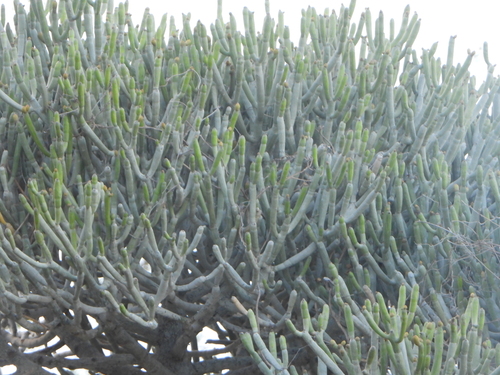 Euphorbia famatamboay, photograph 2