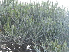Euphorbia famatamboay, photograph (c) amantedarmanin, some rights reserved (CC BY)