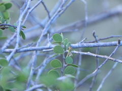Bauhinia grandidieri, photograph (c) amantedarmanin, some rights reserved (CC BY)