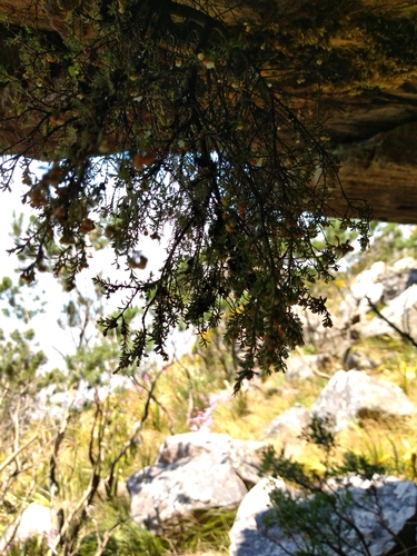 Image of Erica oliveranthus by (c) Seth Musker, some rights reserved (CC BY)