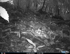 Crypturellus cinnamomeus