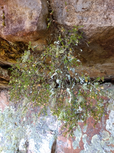 Image of Erica oliveranthus by (c) Seth Musker, some rights reserved (CC BY)