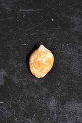 Euplica turturina