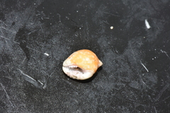Euplica turturina