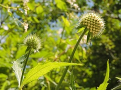 Dipsacus inermis