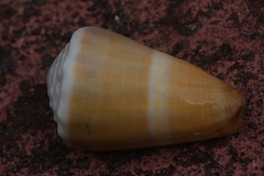 Conus lividus