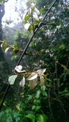 Elaeagnus thunbergii