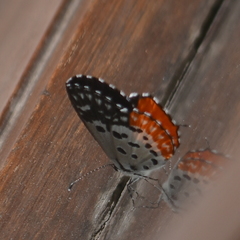 Talicada nyseus
