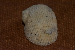 Pseudostomatella papyracea