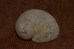 Pseudostomatella papyracea