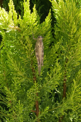 Anacridium aegyptium