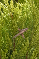 Anacridium aegyptium