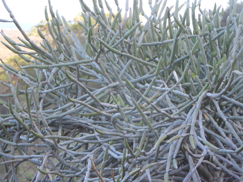 Euphorbia alluaudii