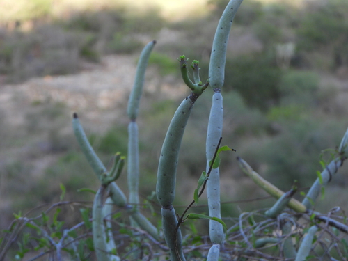 Euphorbia alluaudii, photograph 2