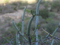 Euphorbia alluaudii, photograph (c) amantedarmanin, some rights reserved (CC BY)