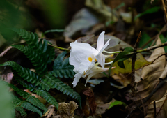 Dendrobium infundibulum