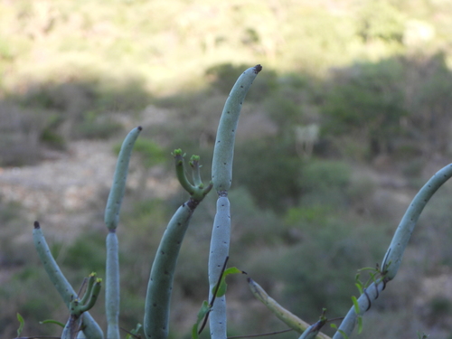 Euphorbia alluaudii, photograph 1