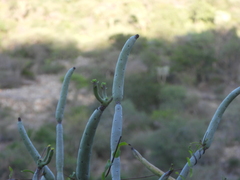 Euphorbia alluaudii, photograph (c) amantedarmanin, some rights reserved (CC BY)